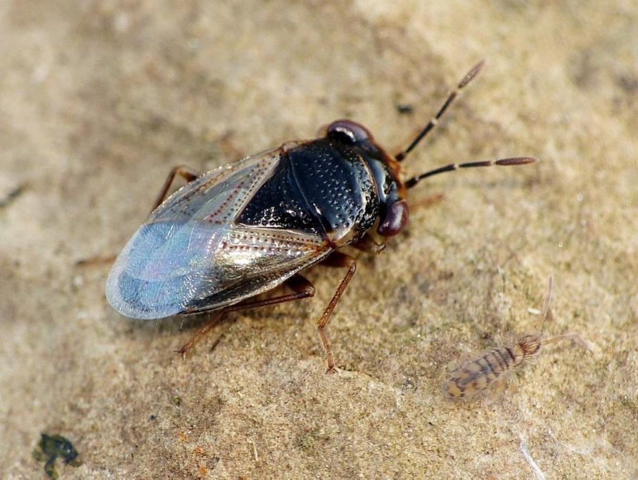 Geocoris pallidipennis? (con collembolo Entomobrya sp.)